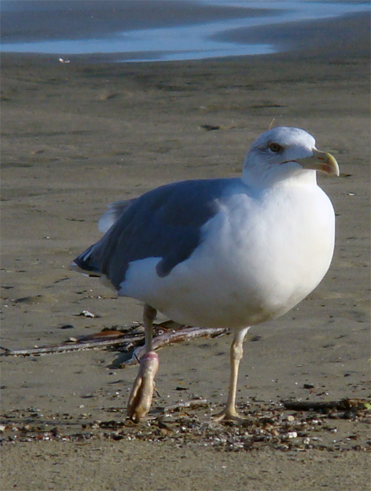 Gabbiano ferito